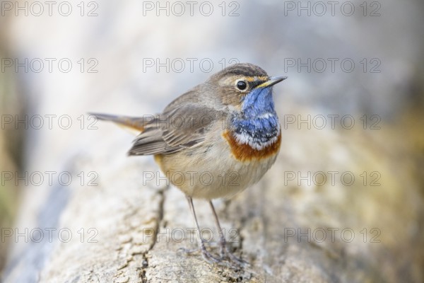 Bluethroat (Luscinia svecica cyanecula) ml Germany