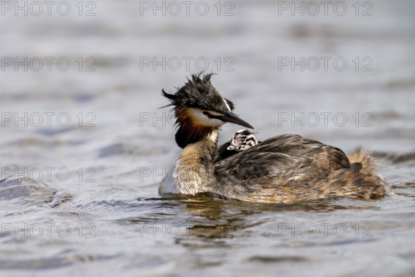 Great Crested Grebe (Podiceps scalloped ribbonfish), with chicks on its back, Vulkaneifel, Rhineland-Palatinate, Germany