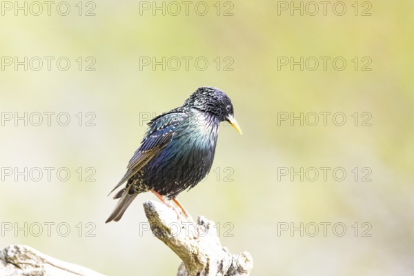 Starling (Sturnus vulgaris) Germany