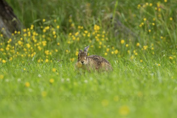 European hare (Lepus europaeus), Vulkaneifel, Rhineland-Palatinate, Germany