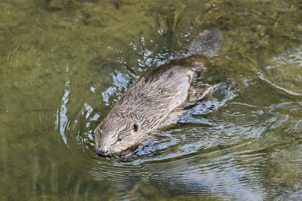 Eurasian beaver, European beaver (Castor fibre), swimming in a stream, Canton Zug, Switzerland