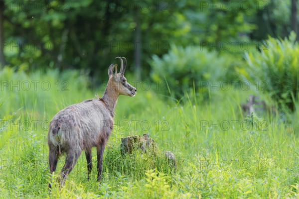 An adult chamois (Rupicapra rupicapra) stands in the tall grass of a green meadow on a sunny day.. Tyrol, Austria
