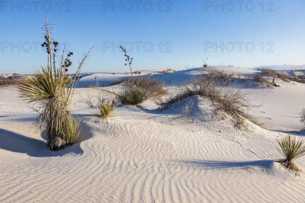 Gypsum dunefields at White Sands National Monument located within the Chihuahuan Desert and the Tularosa Basin near Alamorodo, New Mexico, USA