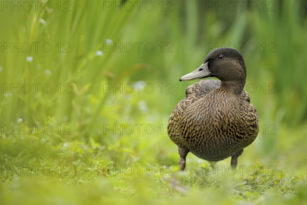 Mallard (Anas platyrhynchos) female, North Rhine-Westphalia, Germany