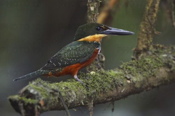 Green-and-rufous Kingfisher (Chloroceryle inda), Ecuador