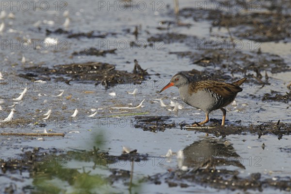 Water Rail (Rallus aquaticus), Netherlands