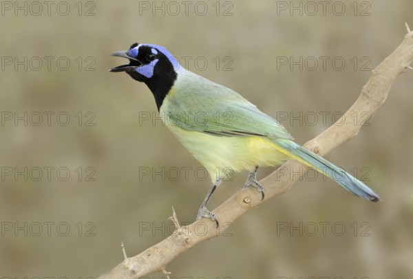 Green Jay (Cyanocorax luxuosus), Texas, USA