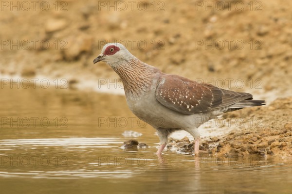 Speckled Pigeon (Columba guinea), Gambia