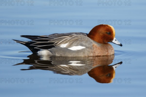 Eurasian Wigeon (Mareca penelope) male, Netherlands