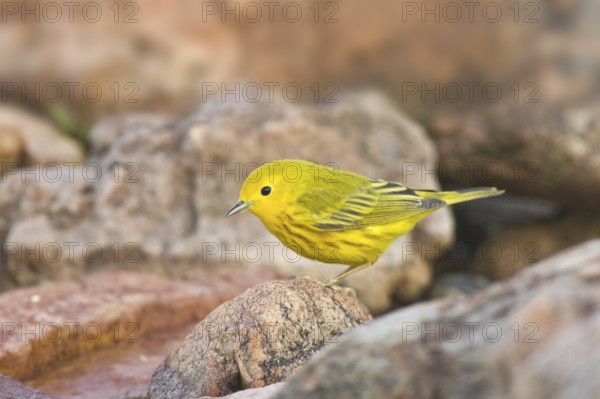 American Yellow Warbler (Setophaga aestiva), Arizona, USA