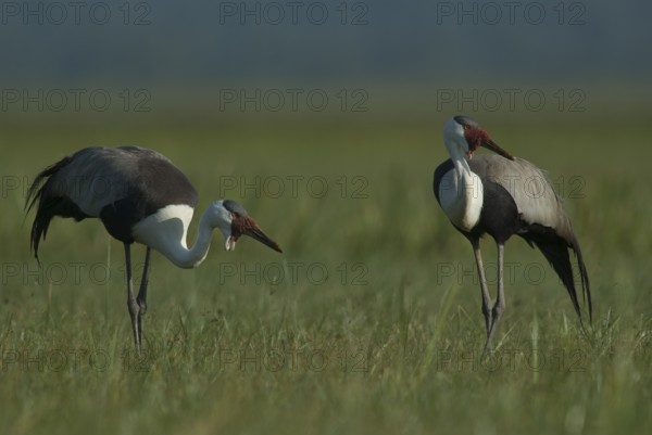 Wattled Crane (Grus carunculata), Lake Awasa, Ethiopia