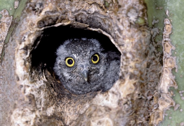 Elf Owl Micrathene whitneyi N. of Tucson, Pinal Co., ARIZONA, USA June Juvenile in Saguaro Cactus nest. Strigidae