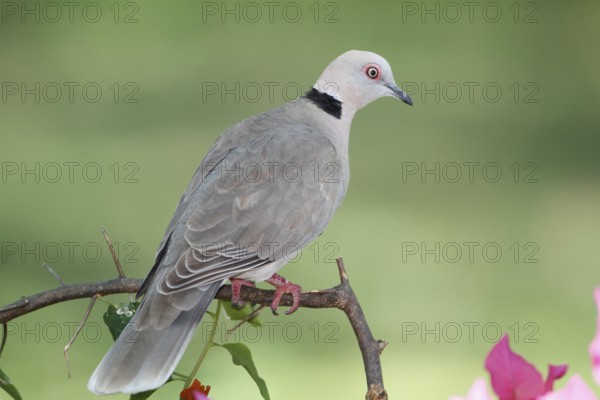 Mourning Collared Dove (Streptopelia decipiens), Nairobi National Park, Kenya