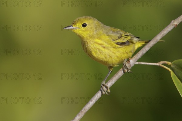 Yellow Warbler (Setophaga petechia) perched on a branch in Cuba