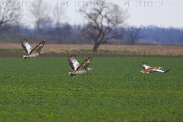 Great Bustard (Otis tarda) flying, Hungary