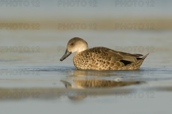 Grey Teal (Anas gracilis), Victoria, Australia