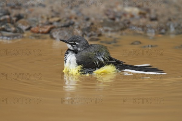 Madagascan Wagtail (Motacilla flaviventris) bathing, Analamazoatra, Madagascar