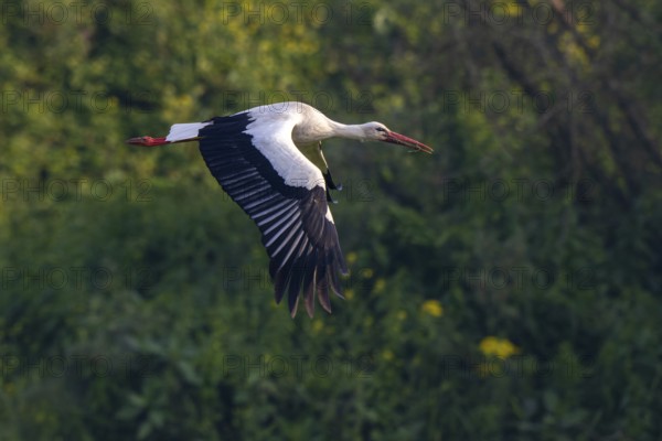 White Stork (Ciconia ciconia) flying, Netherlands