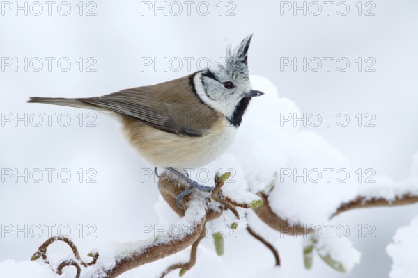 European Crested Tit (Lophophanes cristatus), Utrecht, Netherlands