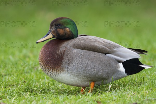 Hybrid: Gadwall x Mallard (Mareca strepera x Anas platyrhynchos) Bavaria, Germany