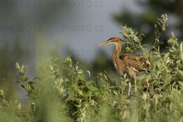 Purple Heron (Ardea purpurea) juvenile, Lombardy, Italy