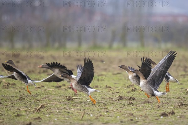 Taiga Bean Goose (Anser fabalis) group taking flight, North Rhine-Westphalia, Germany