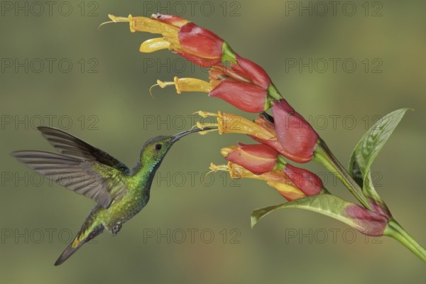 Green-breasted Mango (Anthracothorax prevostii), Costa Rica