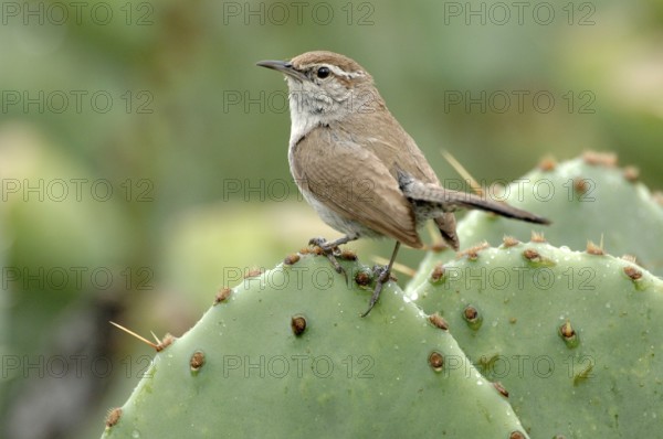 Bewick's Wren (Thryomanes bewickii), Texas, USA