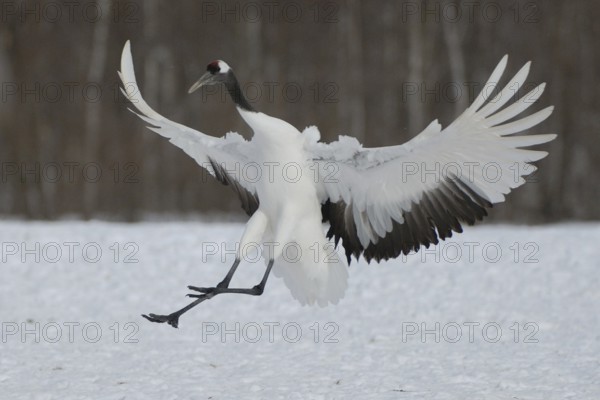 Red-crowned Crane (Grus japonensis) flying, Hokkaido, Japan