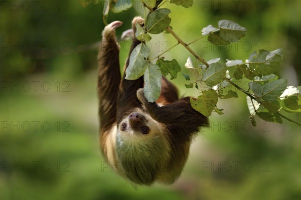 Sloth in nature habitat. Beautiful Hoffman's Two-toed Sloth, Choloepus hoffmanni, climbing on the tree in dark green forest vegetation. Cute animal in the habitat, Costa Rica. Wildlife in jungle