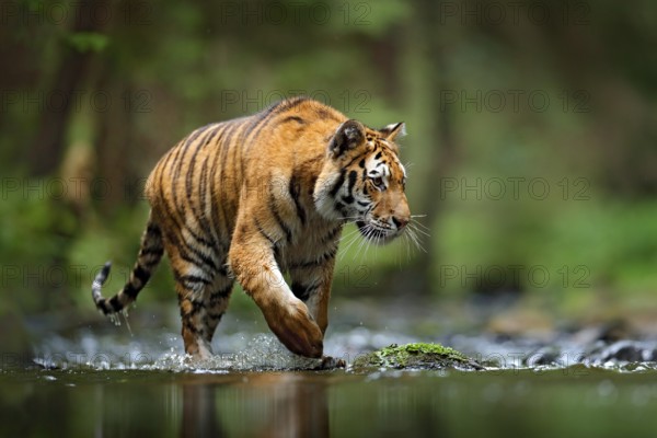 Tiger wildlife scene, wild cat, nature habitat. Amur tiger walking in river water. Danger animal, tajga, Russia. Animal in green forest stream. Grey stone, river droplet. Siberian tiger splash water