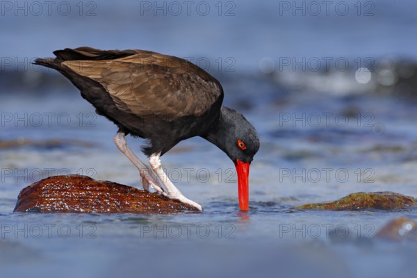 Blakish oystercatcher, Haematopus ater, with oyster in the bill, black water bird with red bill. Bird feeding sea food, in the sea, Falkland Islands. Black bird with red bill. Wildlife scene, nature