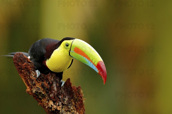 Keel-billed Toucan, Ramphastos sulfuratus, bird with big bill. Toucan sitting on the branch in the forest, Boca Tapada, Laguna de Lagarto Lodge, Costa Rica. Nature travel in central America