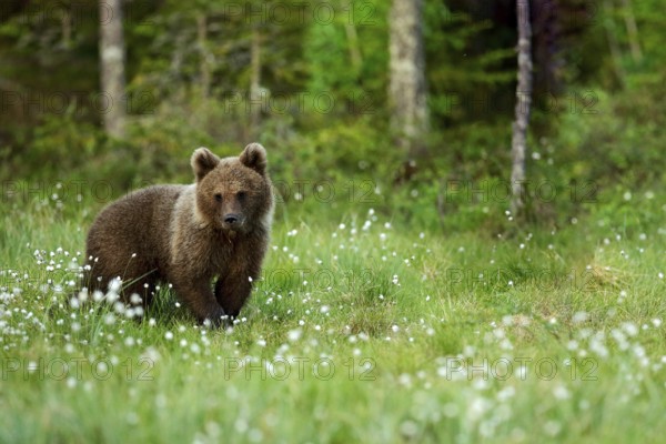 Lonely young cub bear in the pine forest. Bear pup without mother. Babe brown animal in nature forest and meadow habitat. Wildlife scene from Finland near Russian border. Taiga during orange autumn