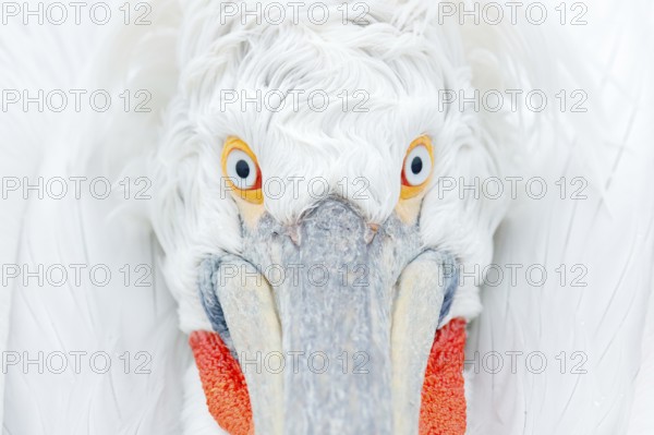 Cute close-up bird portrait. Eye detail Dalmatian pelican, Pelecanus crispus, in Lake Kerkini, Greece. Palican with open wing, hunting animal. Wildlife scene from Europe nature. Bird on blue sky