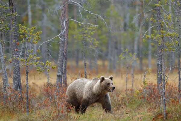 Bear in the forest. Beautiful big brown bear walking around lake with autumn colours. Dangerous animal in nature forest and meadow habitat. Wildlife scene from Finland near Russia bolder
