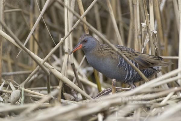 Water Rail (Rallus aquaticus), Saxony, Germany