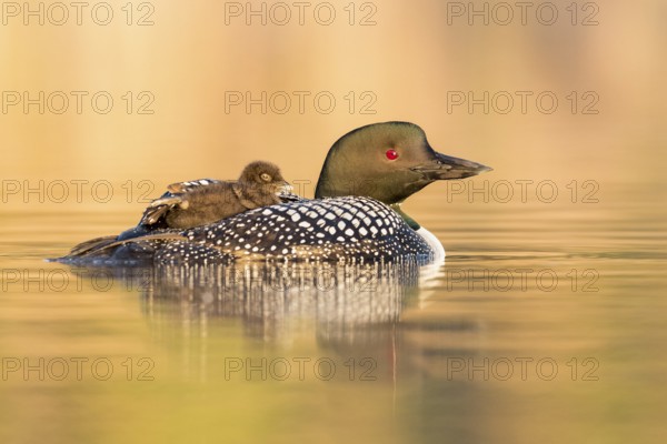Great Northern Loon (Gavia immer) with chick, British Columbia, Canada