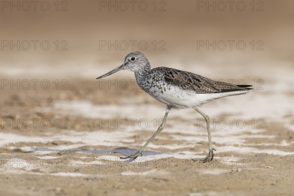 Common Greenshank (Tringa nebularia) foraging, Eilat, Israel