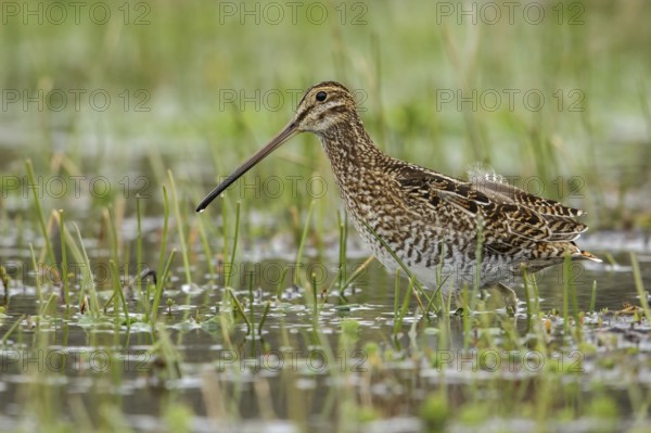 Noble Snipe (Gallinago nobilis) feeding in a lake in the Andes mountains in Colombia