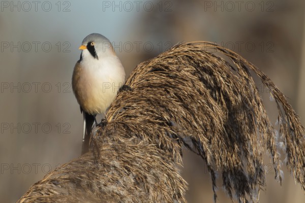 Bearded Reedling (Panurus biarmicus) male perched in reedbed, Baden-Wuerttemberg, Germany