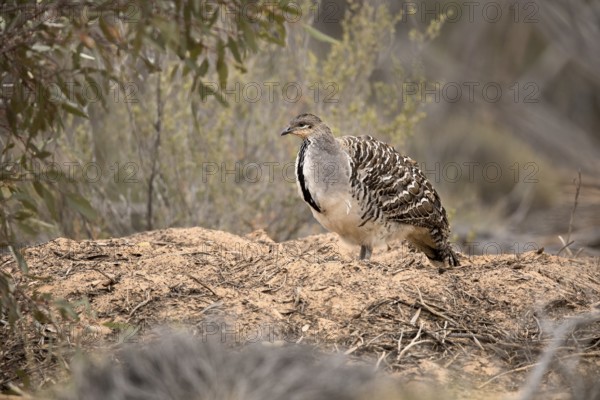 Malleefowl (Leipoa ocellata), Victoria, Australia