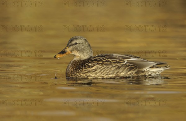 Mallard (Anas platyrhynchos) female, British Columbia, Canada