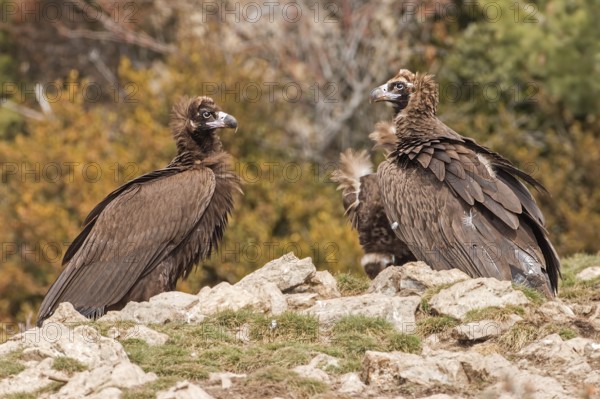 Cinereous Vulture (Aegypius monachus), Catalonia, Spain