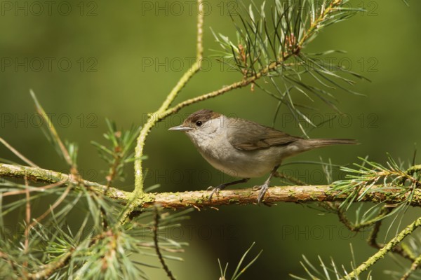 Eurasian Blackcap (Sylvia atricapilla) female, Utrecht, Netherlands