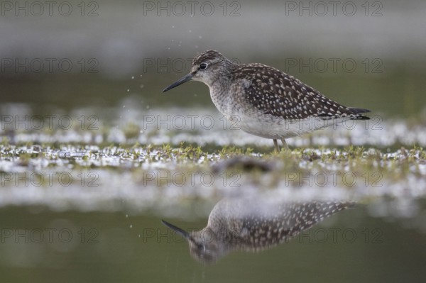 Wood Sandpiper (Tringa glareola) foraging, North Rhine-Westphalia, Germany