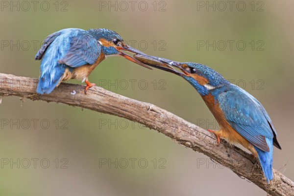 Common Kingfisher (Alcedo atthis) pair displaying, Saxony-Anhalt, Germany