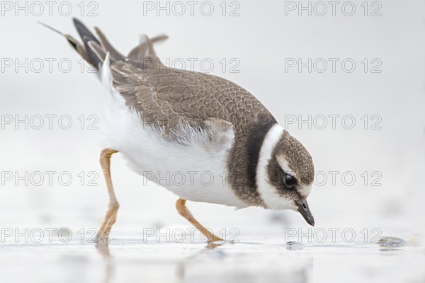 Common Ringed Plover (Charadrius hiaticula) juvenile foraging, Schleswig-Holstein, Germany