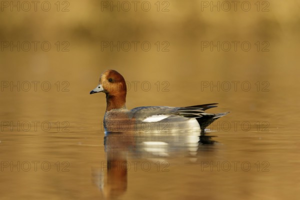 Eurasian Wigeon male swimming in golden hour from low point of view in the Reeuwijkse plassen in the Netherlands