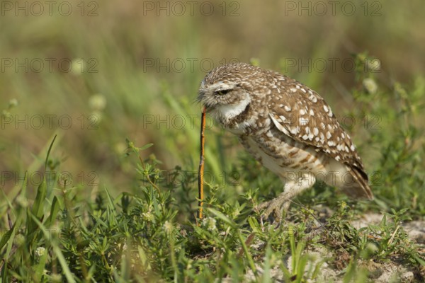 Burrowing Owl (Athene cunicularia), Florida, USA